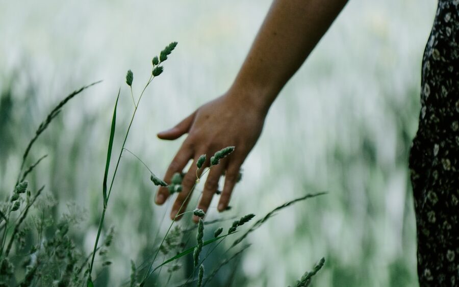 person holding white dandelion flower